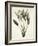 Bird of Paradise; Strelitzia Reginae-Pierre-Joseph Redouté-Framed Giclee Print