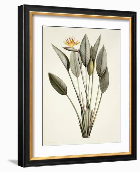 Bird of Paradise; Strelitzia Reginae-Pierre-Joseph Redouté-Framed Giclee Print