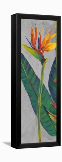 Bird of Paradise Triptych I-Tim OToole-Framed Stretched Canvas