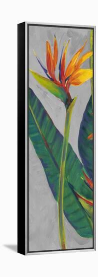 Bird of Paradise Triptych I-Tim OToole-Framed Stretched Canvas