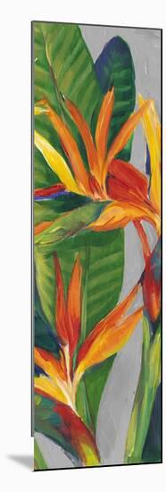 Bird of Paradise Triptych II-Tim OToole-Mounted Art Print