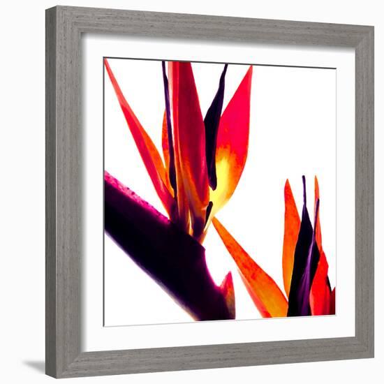 Bird of Paradise VI-Monika Burkhart-Framed Photographic Print