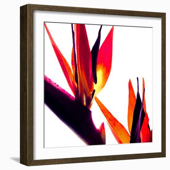 Bird of Paradise VI-Monika Burkhart-Framed Photographic Print