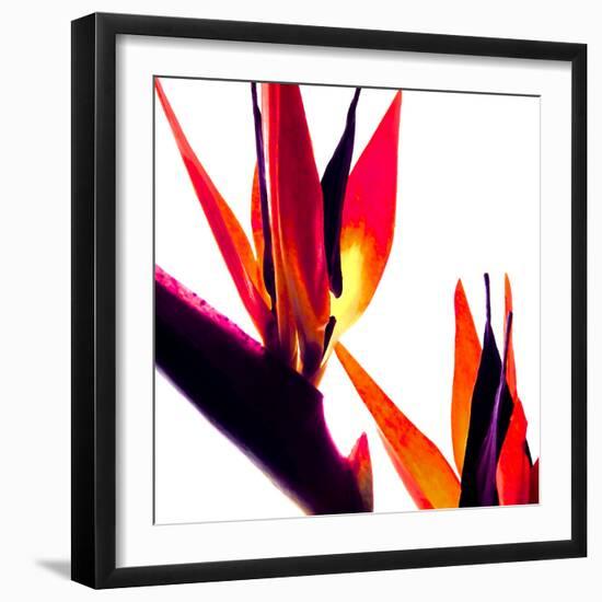 Bird of Paradise VI-Monika Burkhart-Framed Photographic Print