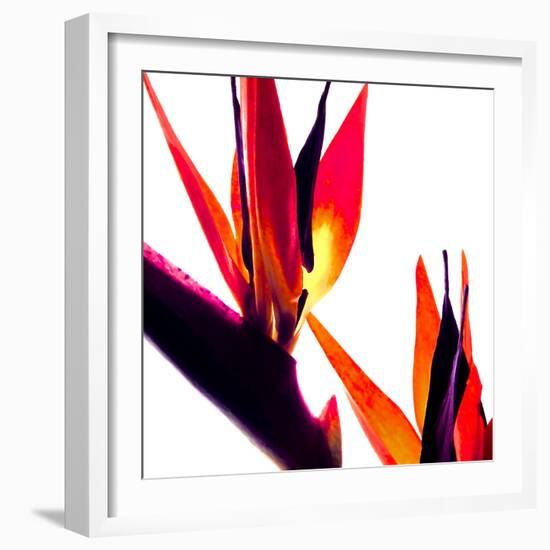 Bird of Paradise VI-Monika Burkhart-Framed Photographic Print