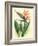 Bird of Paradise, Vintage Hawaiian Airbrush Art, 1940s-Ted Mundorff-Framed Art Print