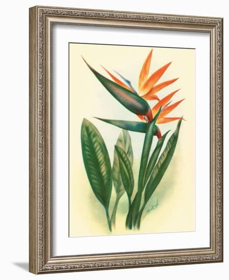 Bird of Paradise, Vintage Hawaiian Airbrush Art, 1940s-Ted Mundorff-Framed Art Print