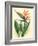 Bird of Paradise, Vintage Hawaiian Airbrush Art, 1940s-Ted Mundorff-Framed Art Print