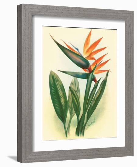 Bird of Paradise, Vintage Hawaiian Airbrush Art, 1940s-Ted Mundorff-Framed Art Print