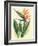 Bird of Paradise, Vintage Hawaiian Airbrush Art, 1940s-Ted Mundorff-Framed Art Print