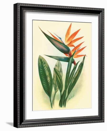 Bird of Paradise, Vintage Hawaiian Airbrush Art, 1940s-Ted Mundorff-Framed Art Print