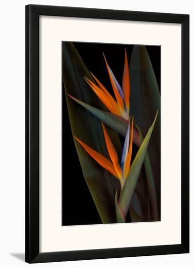 Bird of Paradise-Rosemarie Stanford-Framed Art Print