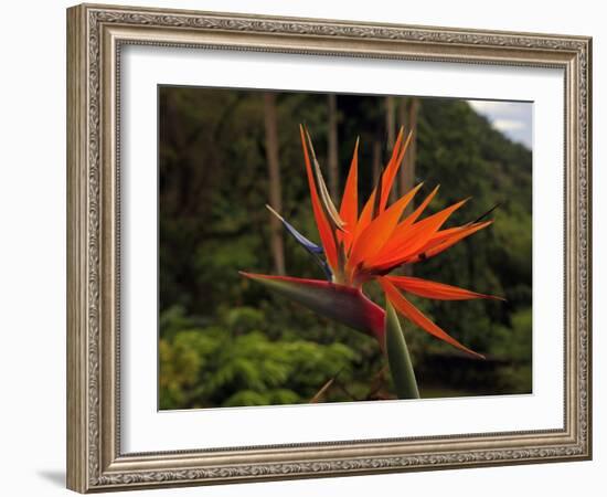 Bird of Paradise-J.D. Mcfarlan-Framed Photographic Print