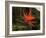 Bird of Paradise-J.D. Mcfarlan-Framed Photographic Print