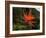 Bird of Paradise-J.D. Mcfarlan-Framed Photographic Print