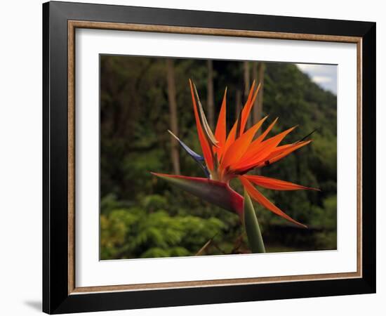 Bird of Paradise-J.D. Mcfarlan-Framed Photographic Print