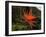 Bird of Paradise-J.D. Mcfarlan-Framed Photographic Print