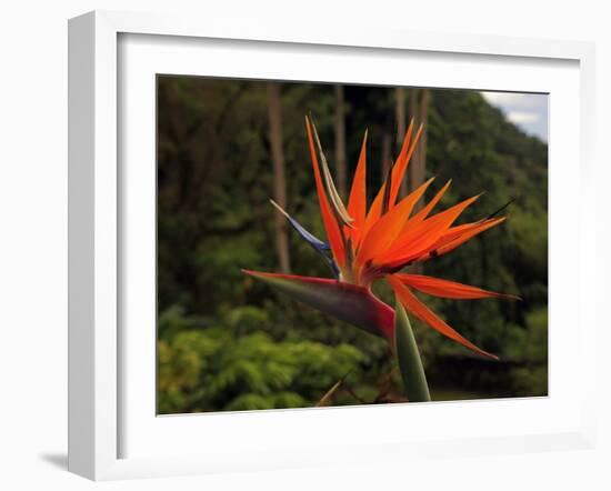 Bird of Paradise-J.D. Mcfarlan-Framed Photographic Print