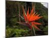 Bird of Paradise-J.D. Mcfarlan-Mounted Photographic Print