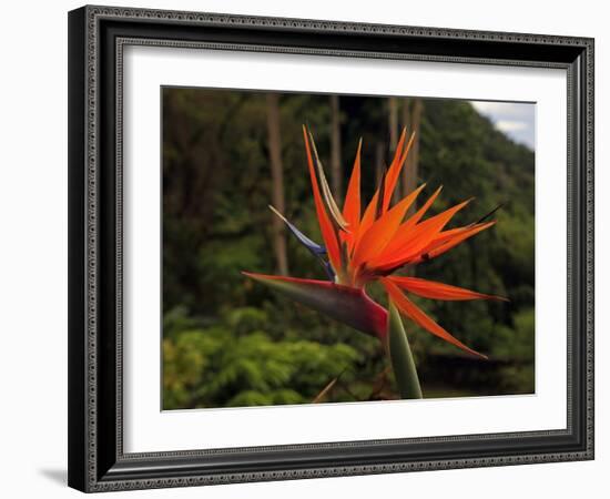 Bird of Paradise-J.D. Mcfarlan-Framed Photographic Print