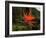 Bird of Paradise-J.D. Mcfarlan-Framed Photographic Print