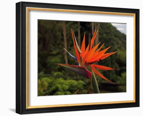 Bird of Paradise-J.D. Mcfarlan-Framed Photographic Print