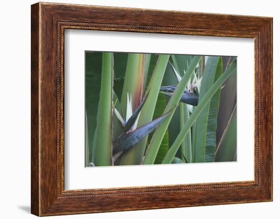 Bird of Paradise-Anna Miller-Framed Photographic Print