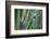 Bird of Paradise-Anna Miller-Framed Photographic Print