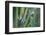 Bird of Paradise-Anna Miller-Framed Photographic Print