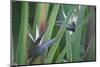 Bird of Paradise-Anna Miller-Mounted Photographic Print