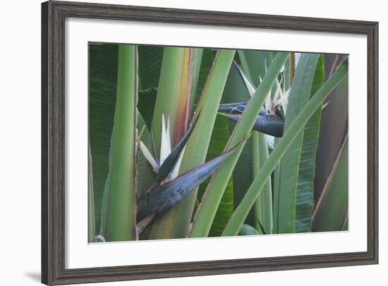 Bird of Paradise-Anna Miller-Framed Photographic Print