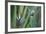 Bird of Paradise-Anna Miller-Framed Photographic Print