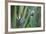 Bird of Paradise-Anna Miller-Framed Photographic Print