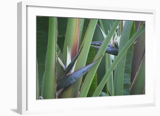 Bird of Paradise-Anna Miller-Framed Photographic Print