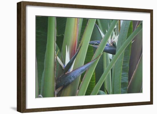 Bird of Paradise-Anna Miller-Framed Photographic Print