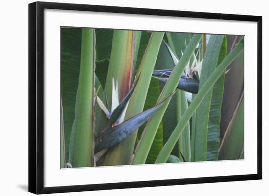 Bird of Paradise-Anna Miller-Framed Photographic Print