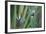 Bird of Paradise-Anna Miller-Framed Photographic Print