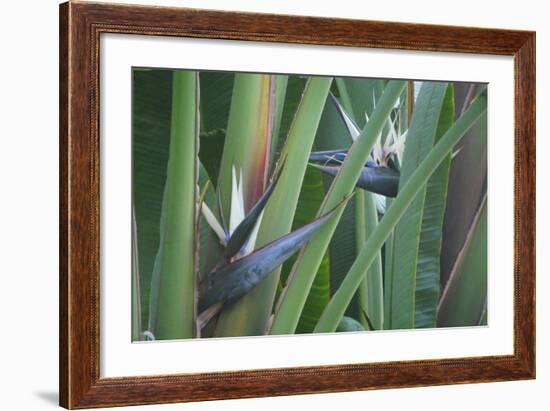 Bird of Paradise-Anna Miller-Framed Photographic Print