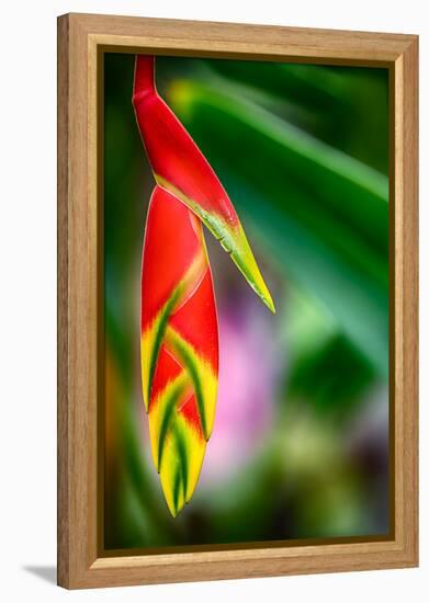 Bird of Paradise-Ursula Abresch-Framed Premier Image Canvas