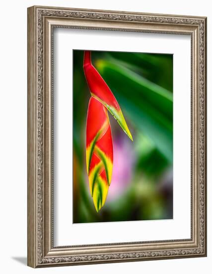 Bird of Paradise-Ursula Abresch-Framed Photographic Print