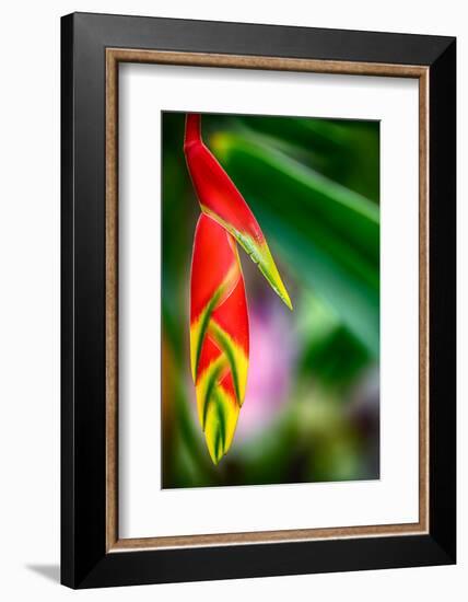 Bird of Paradise-Ursula Abresch-Framed Photographic Print