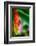 Bird of Paradise-Ursula Abresch-Framed Photographic Print