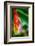 Bird of Paradise-Ursula Abresch-Framed Photographic Print