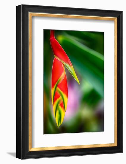 Bird of Paradise-Ursula Abresch-Framed Photographic Print