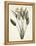 Bird of Paradise-Pierre Joseph Redout?-Framed Premier Image Canvas