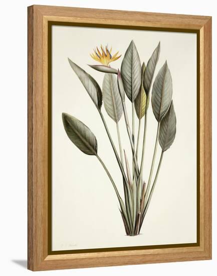 Bird of Paradise-Pierre Joseph Redout?-Framed Premier Image Canvas