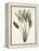 Bird of Paradise-Pierre Joseph Redout?-Framed Premier Image Canvas