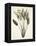 Bird of Paradise-Pierre Joseph Redout?-Framed Premier Image Canvas