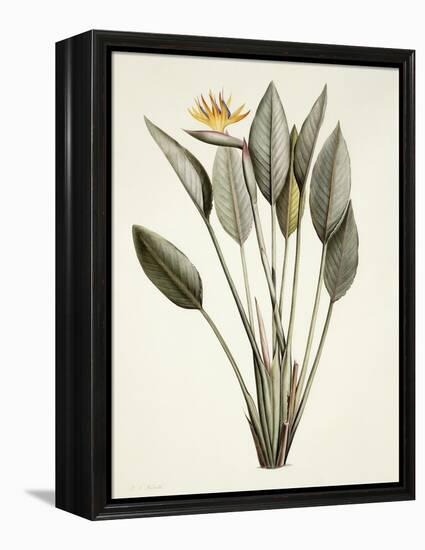 Bird of Paradise-Pierre Joseph Redout?-Framed Premier Image Canvas