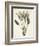 Bird of Paradise-Pierre Joseph Redout?-Framed Giclee Print